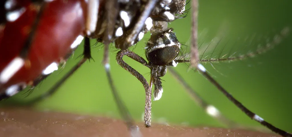 Mosquito Aedes albopictus.jpg