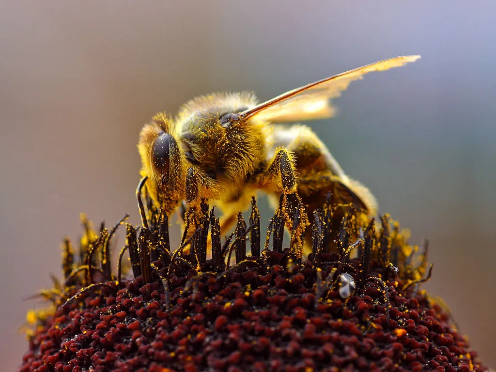 Bee_Collecting_Pollen_20040814.jpg