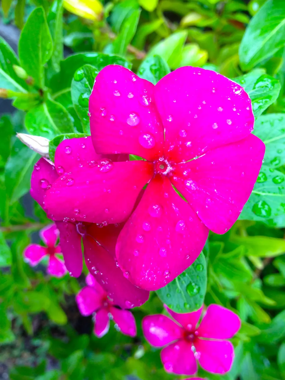 hot pink faery flower.JPG