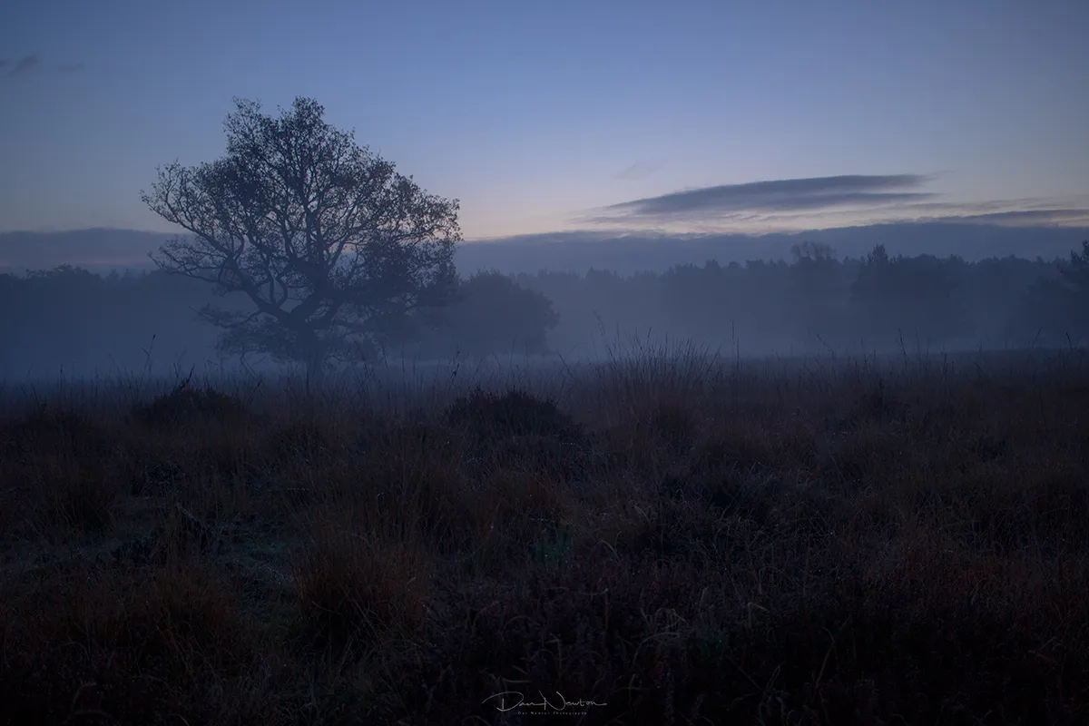 Linwood Landscape nov0109PP.jpg
