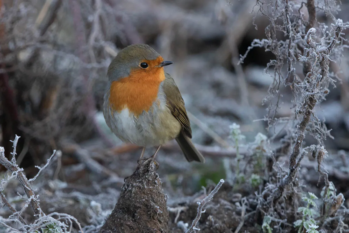 Allotment setup Robin 2nd8.jpg