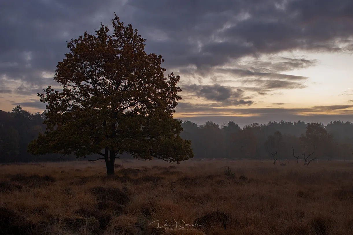 Linwood Landscape nov0126PP.jpg