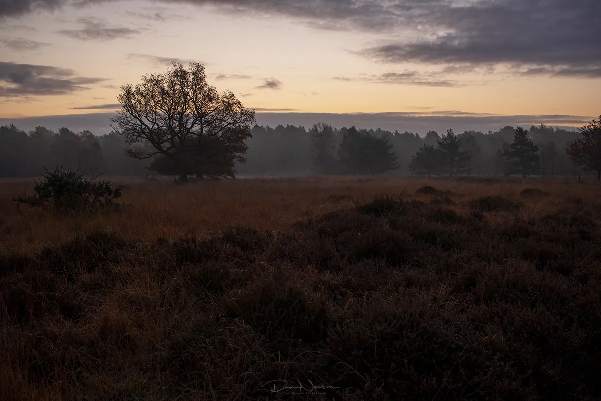 Linwood Landscape nov0123PP.jpg