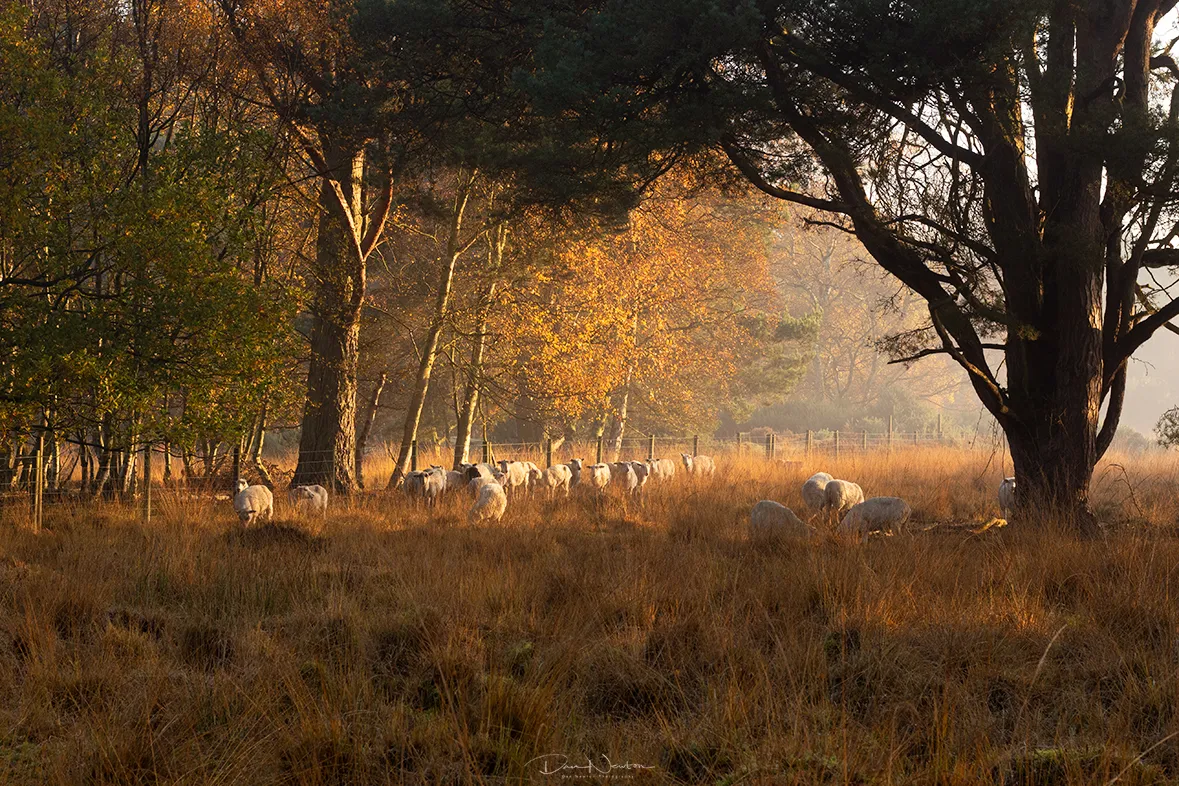 Linwood Landscape nov0163PP.jpg