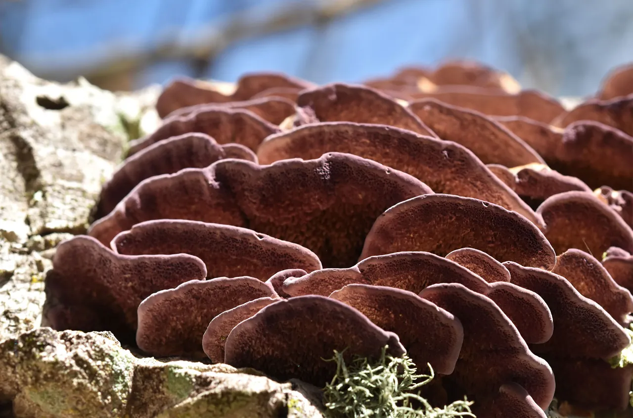 purple turkey tail mushrooms 4.jpg