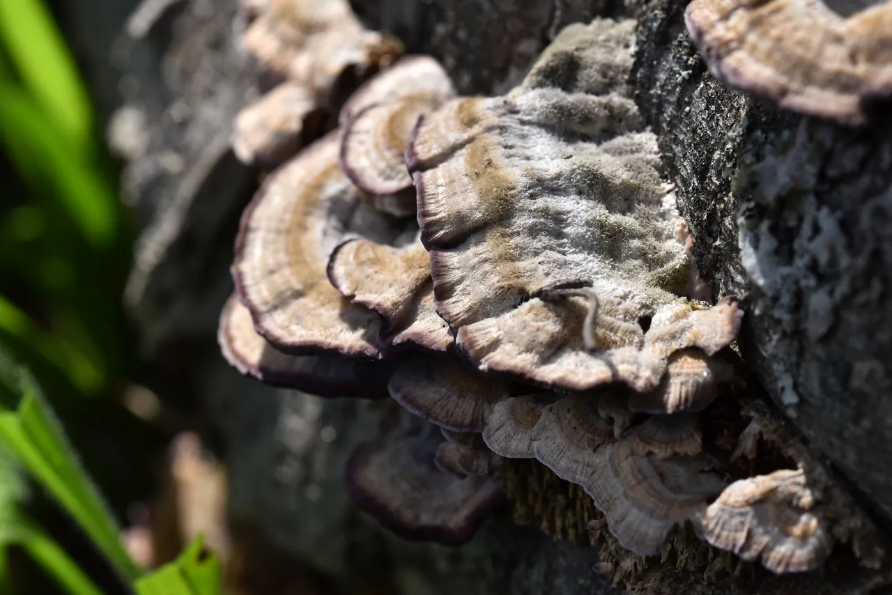 purple turkey tail mushrooms 1.jpg