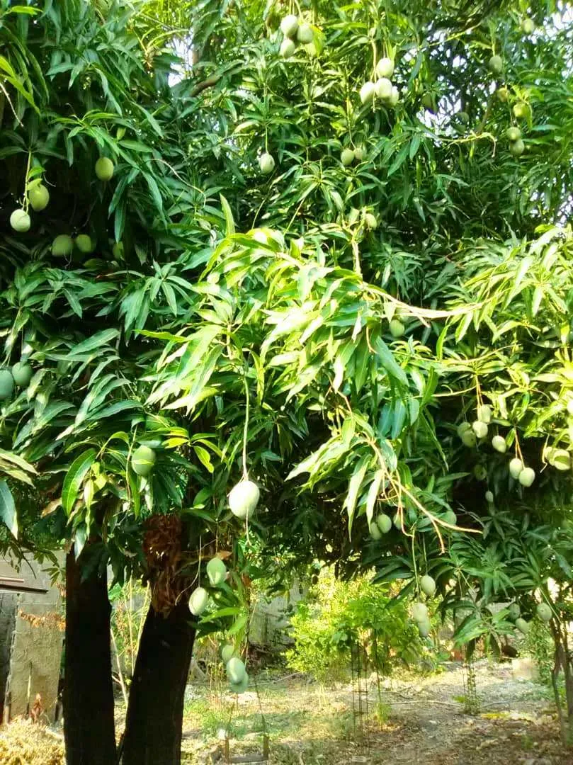 mi portada de mango al fin.jpg