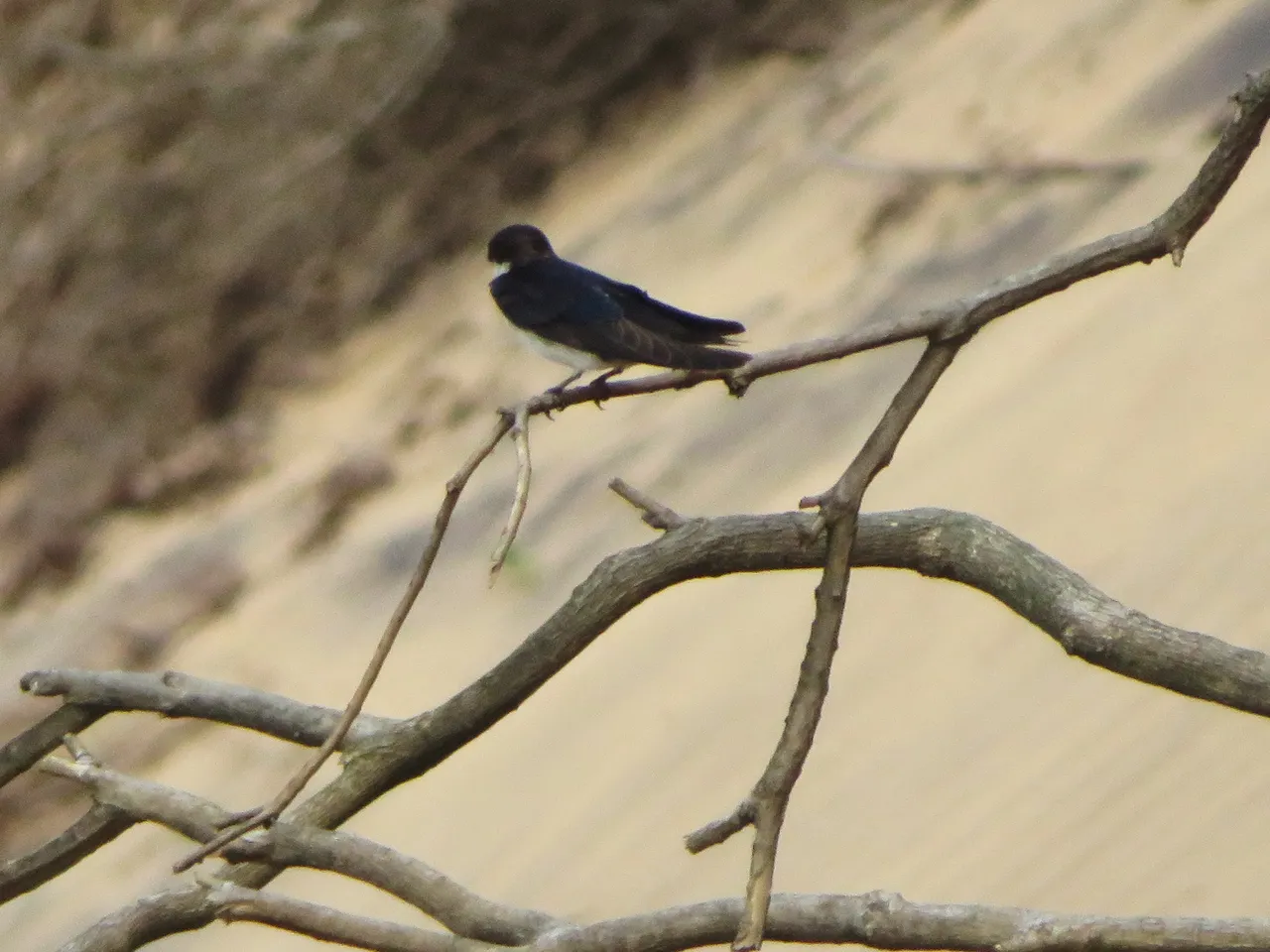 0979Whitethroated Swallow.JPG