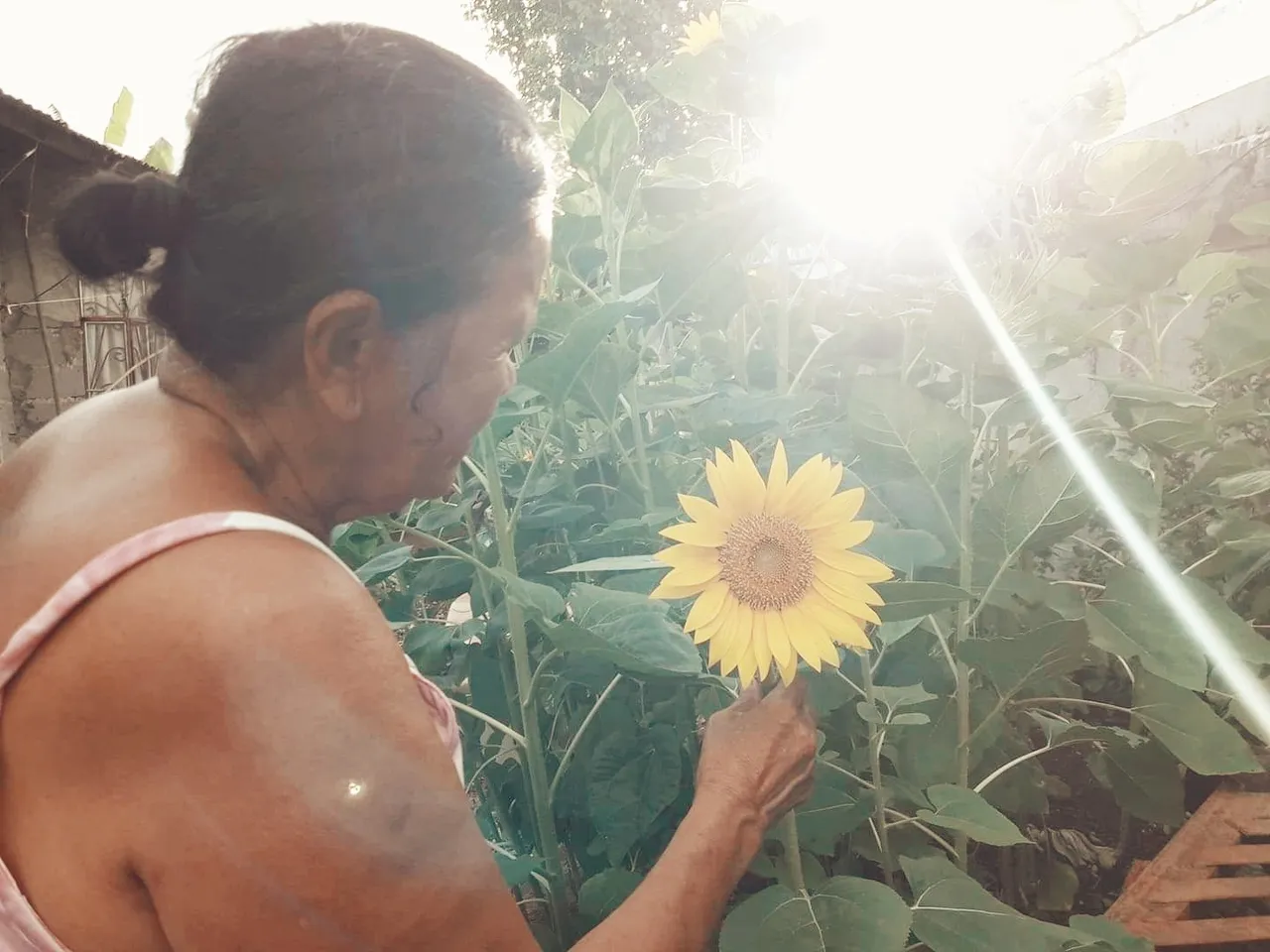 Lola Leonila visiting the sunflowers at our yard.