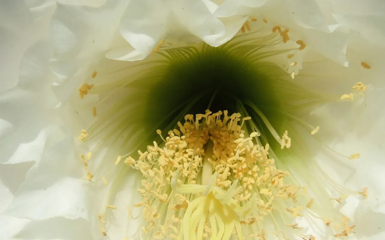 centre of a flower spain.jpg