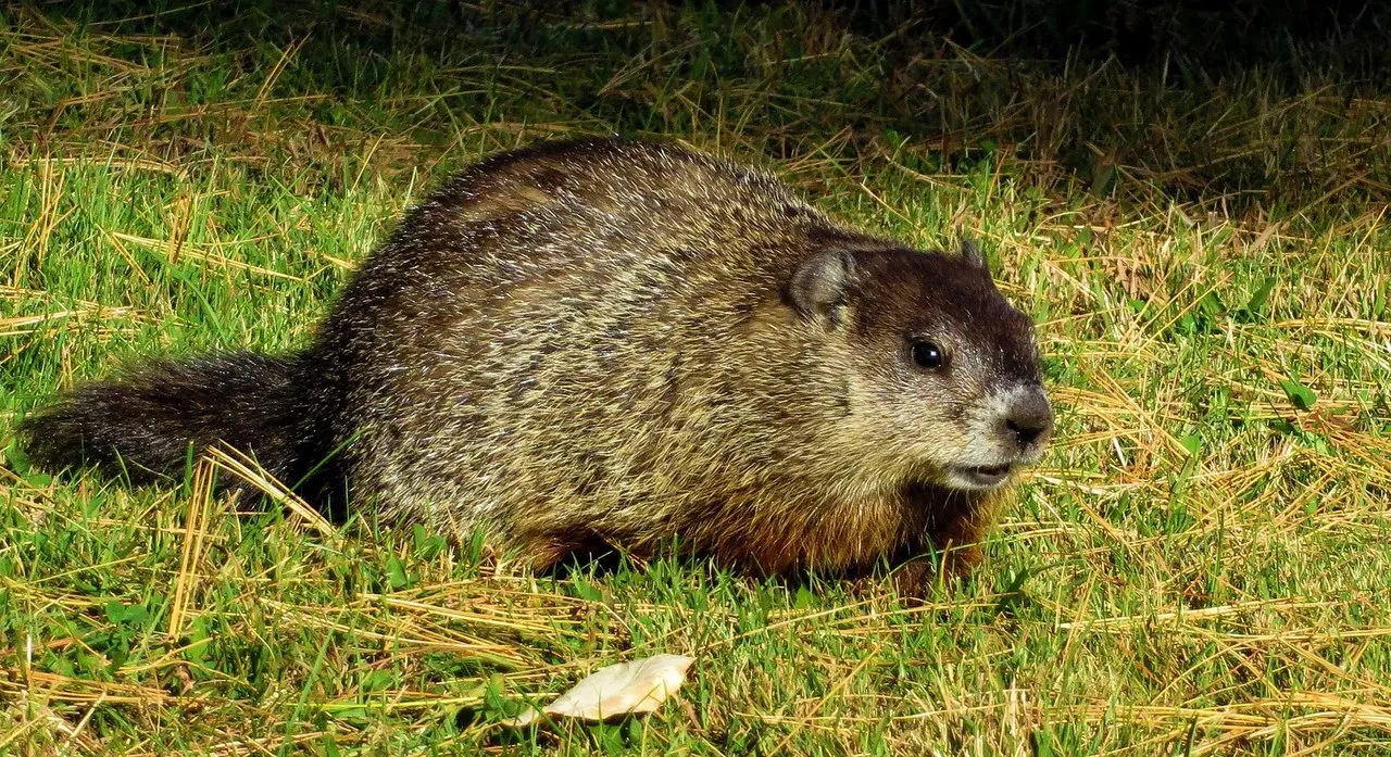 groundhog1170875_1920.jpg