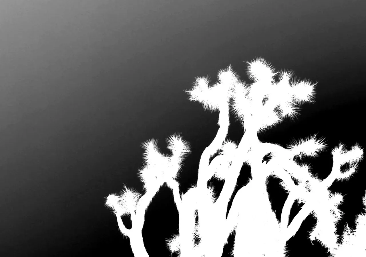 CT0227JoshuaTree190823c.jpg