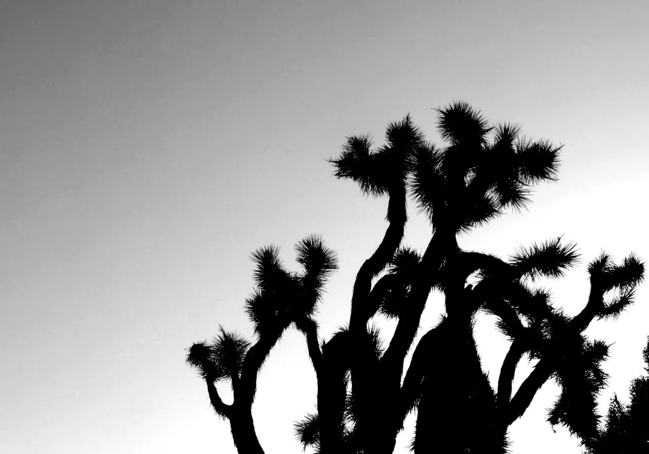 CT0227JoshuaTree190823b.jpg