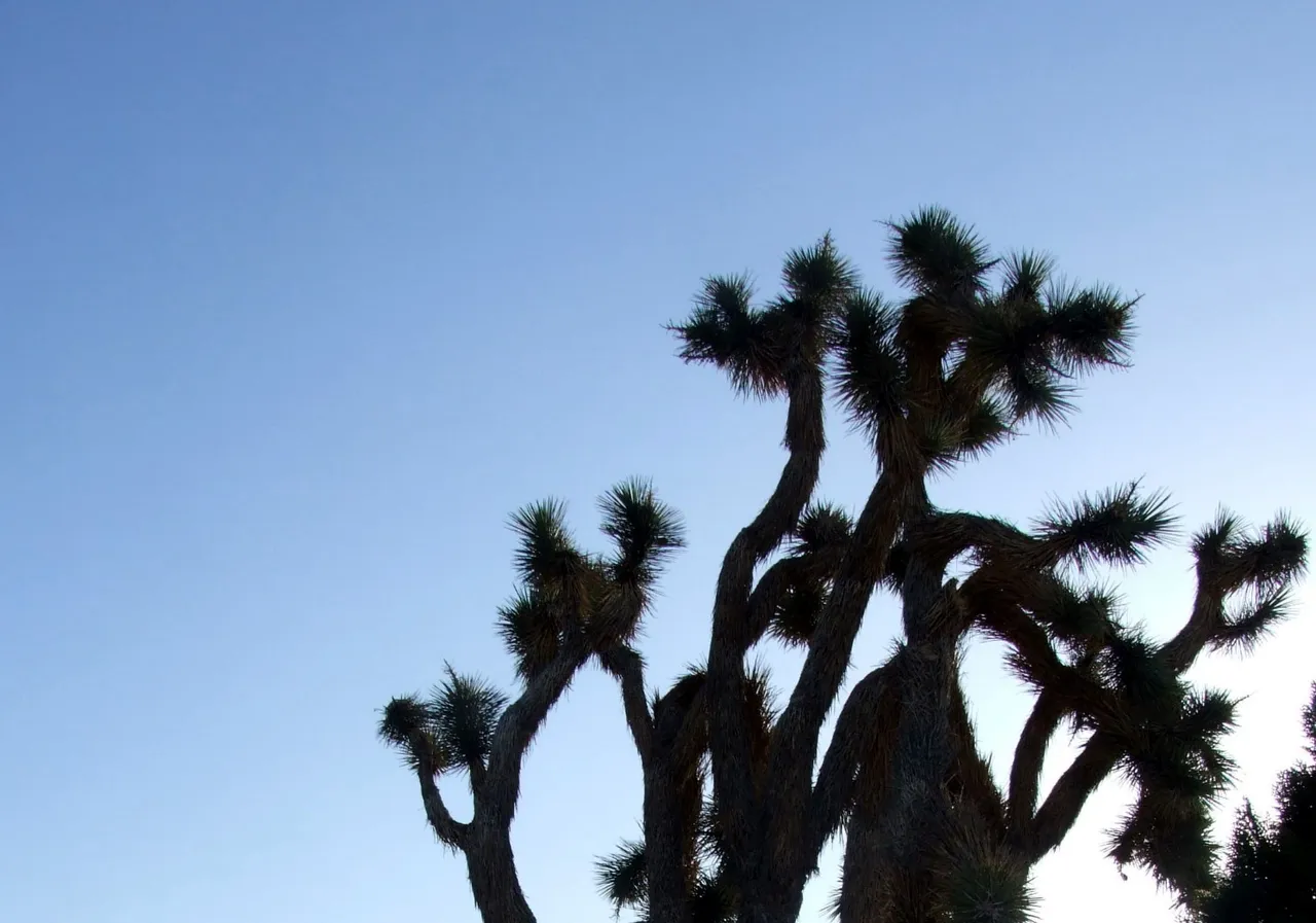 CT0227JoshuaTree190823a.jpg