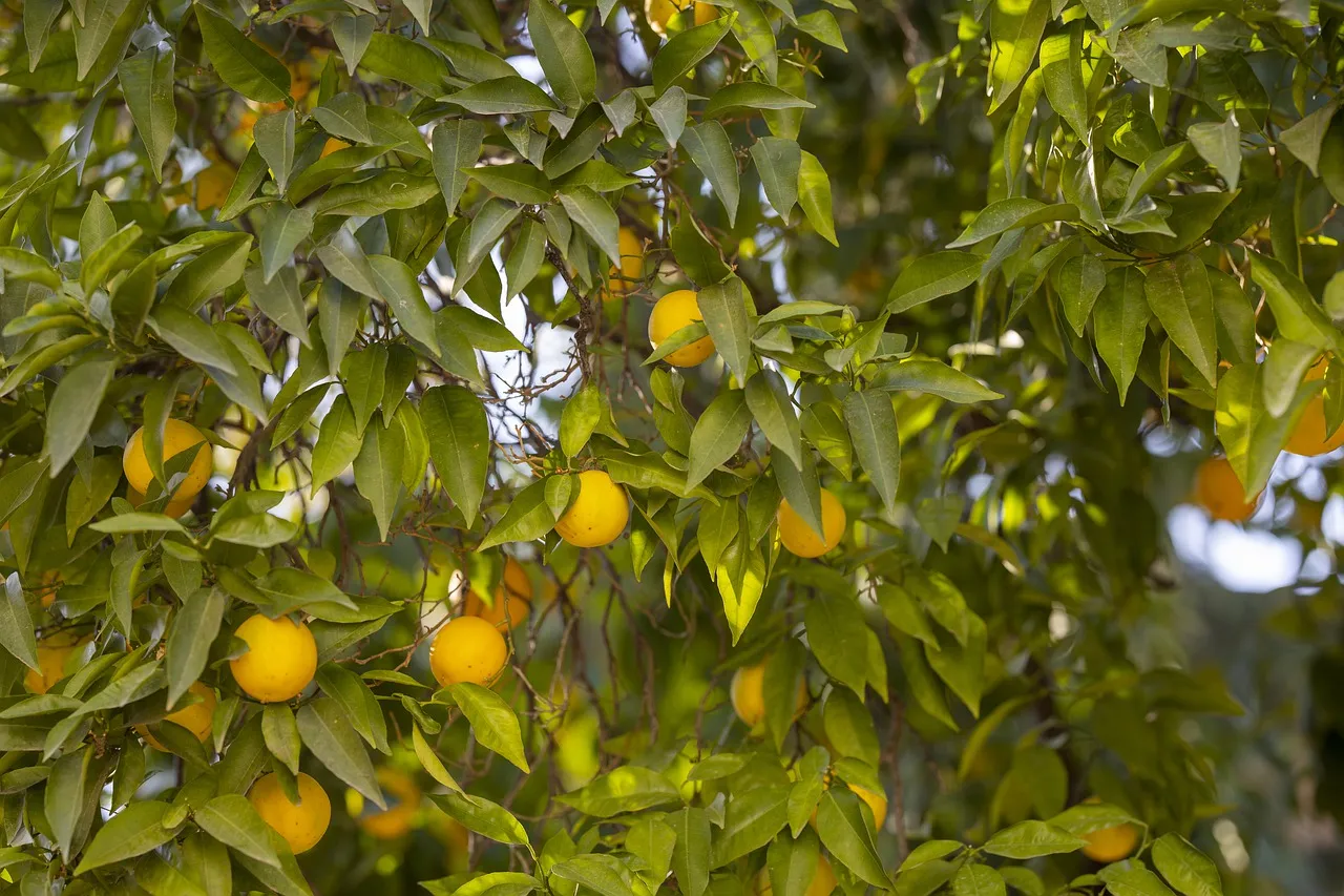 tangerine4688933_1280.jpg