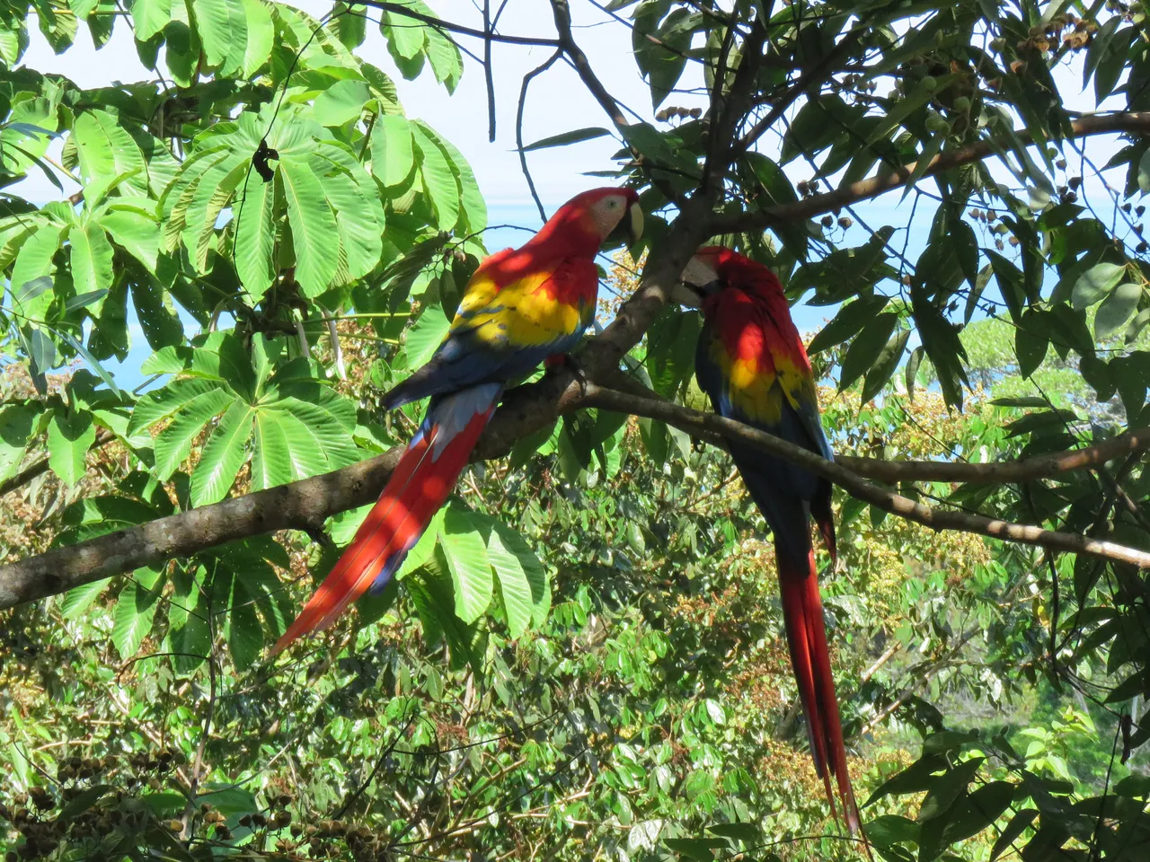 two maccaws costa rica.jpg