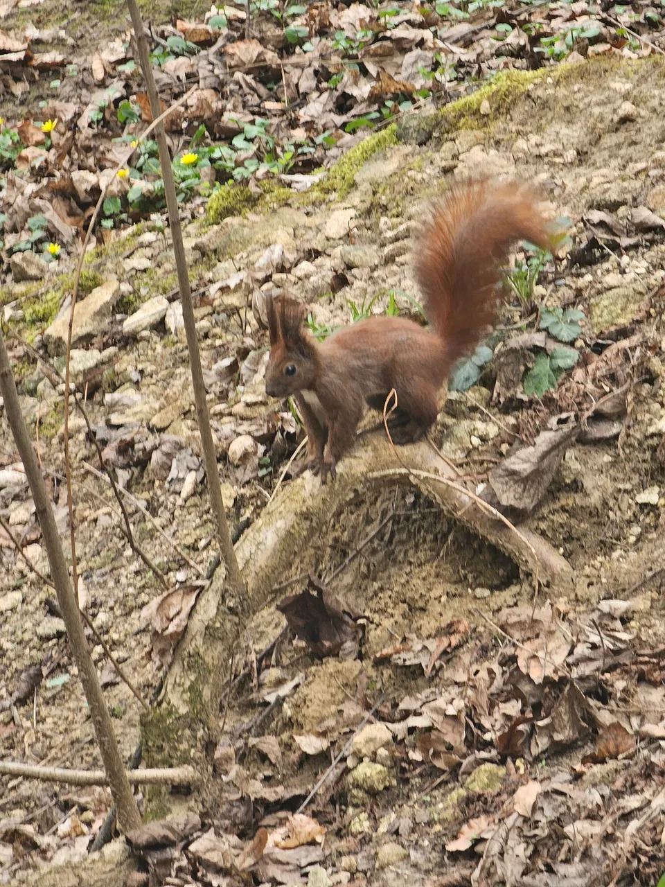 Friendly squirrel in the park./Товариська білочка в парку.(En/Ua)