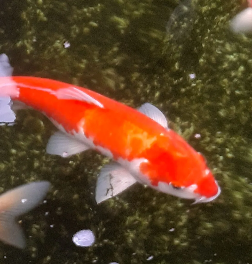 alt