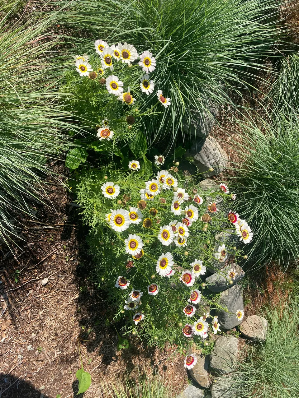 Painted daises along rock wall