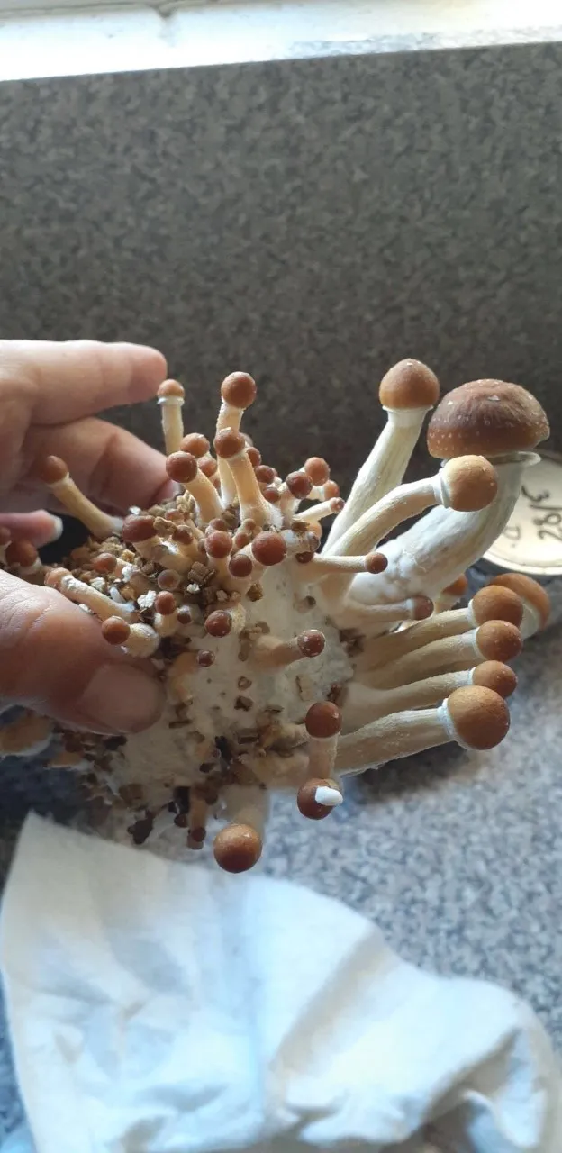 cubensis_cake_2.jpg