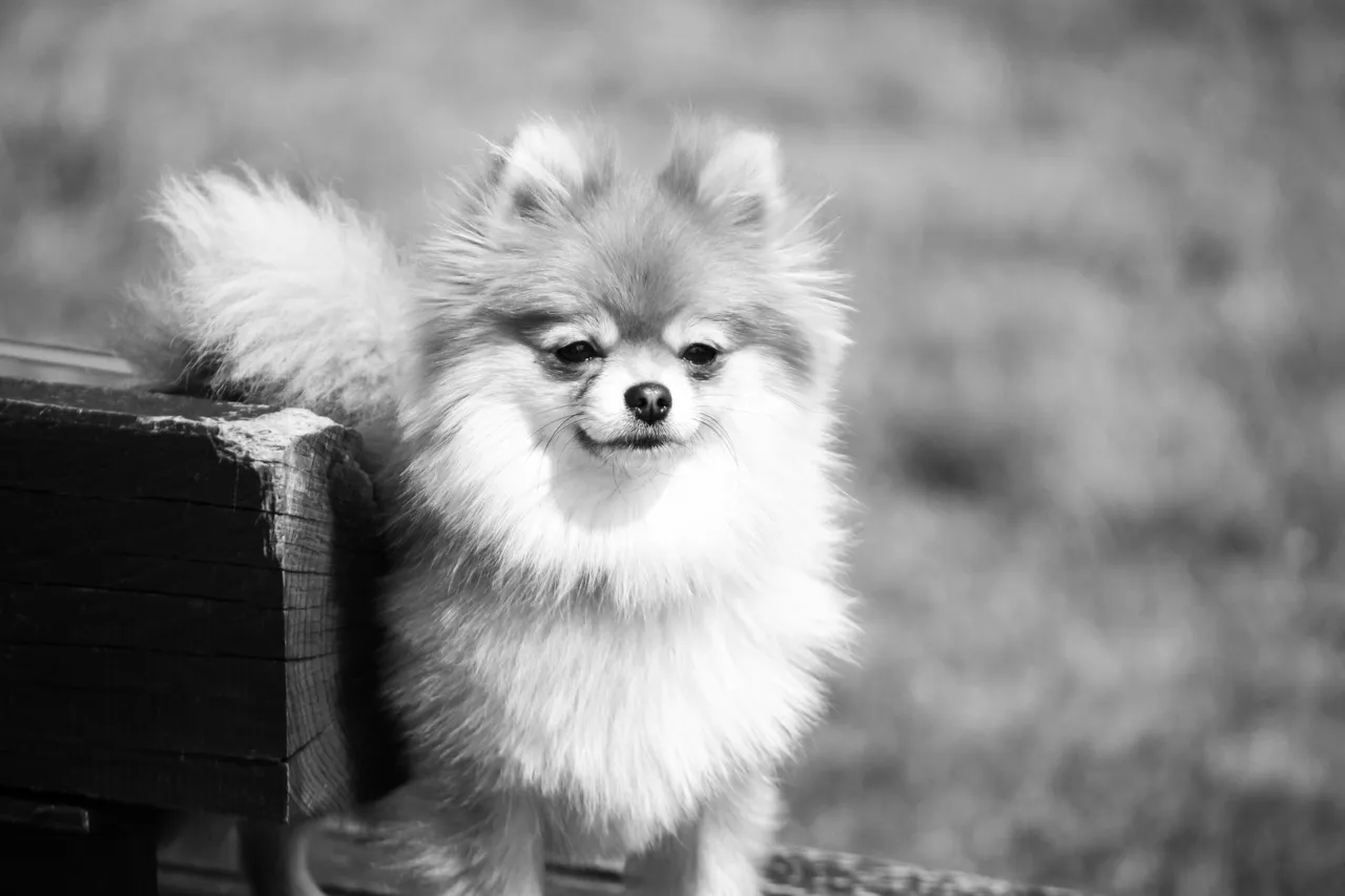 bw_dog_img_8919.jpg