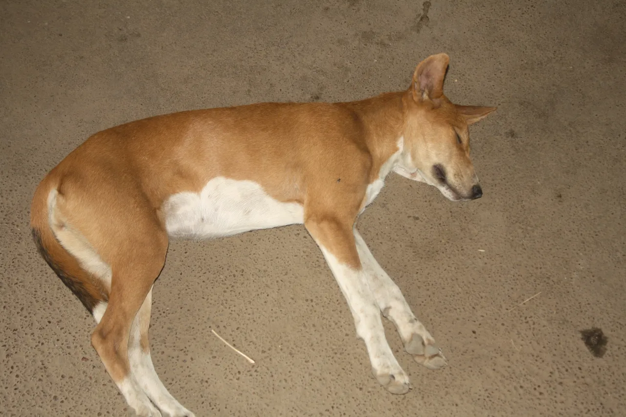 ghana_2011_1602.jpg