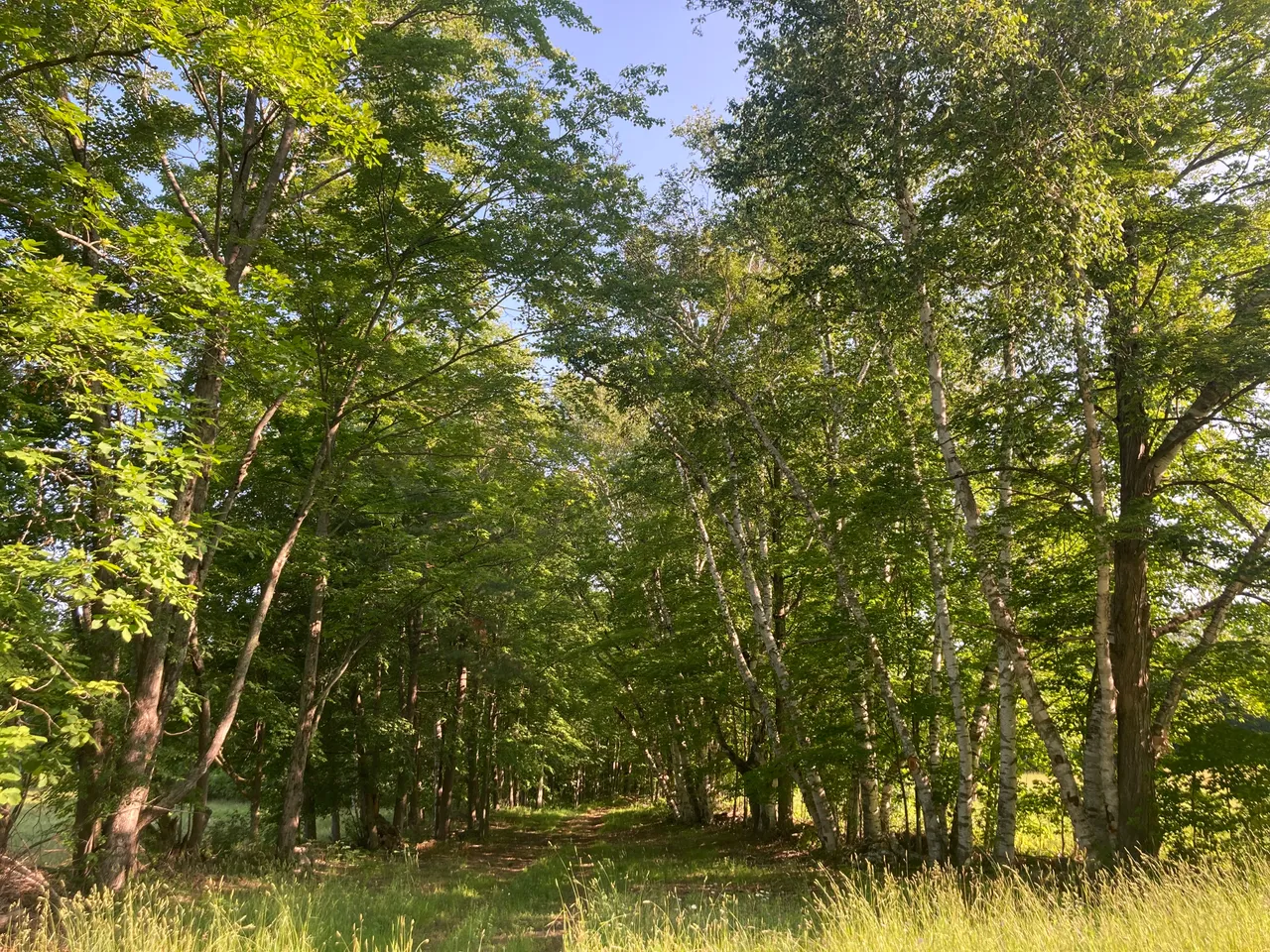 Tree lined path