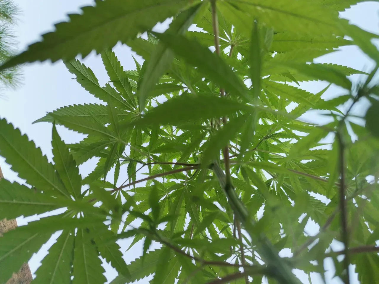cannabis_sativa.jpg