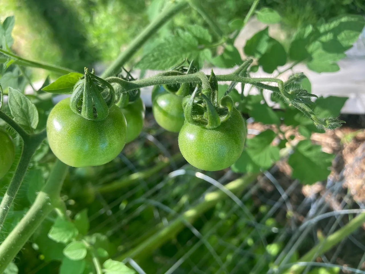 Cherry tomatoes