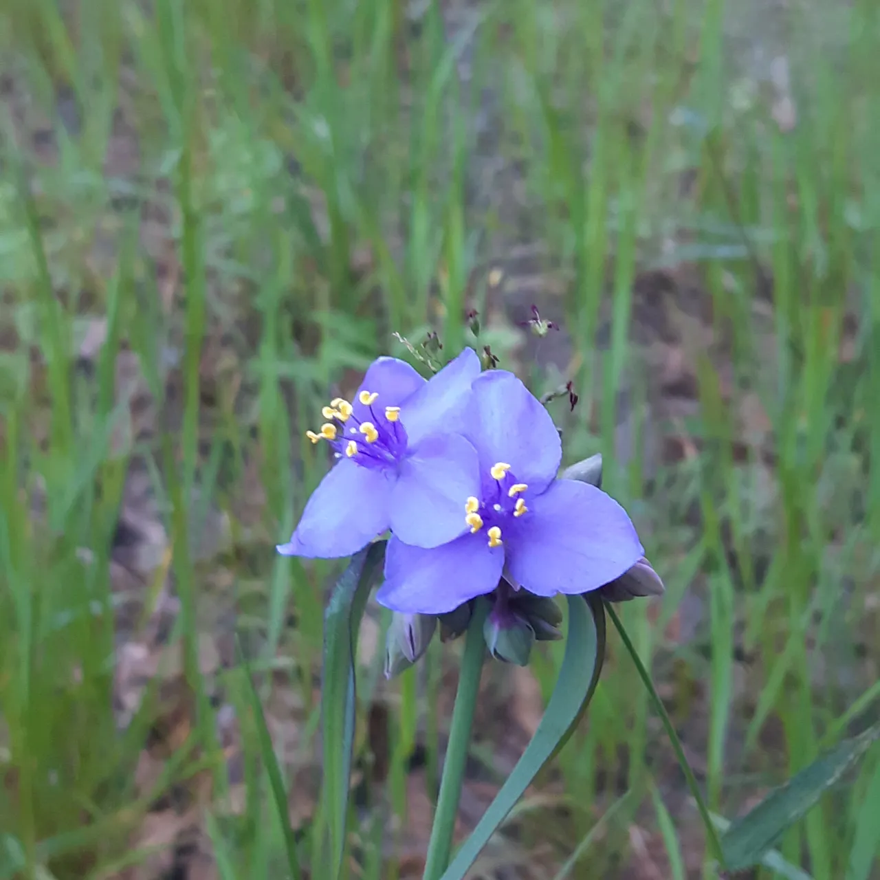 naturalizer patience