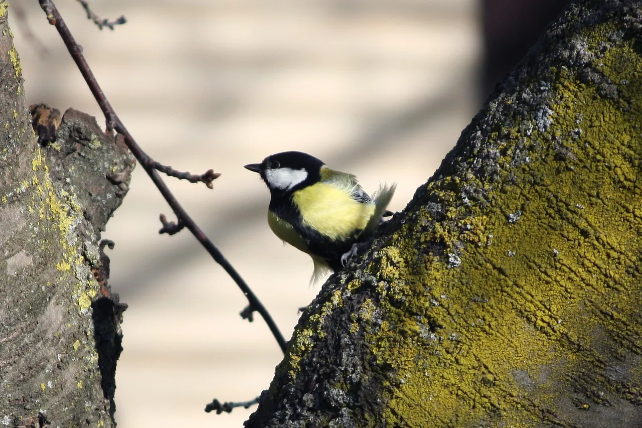 great_tit_02_2_.jpg