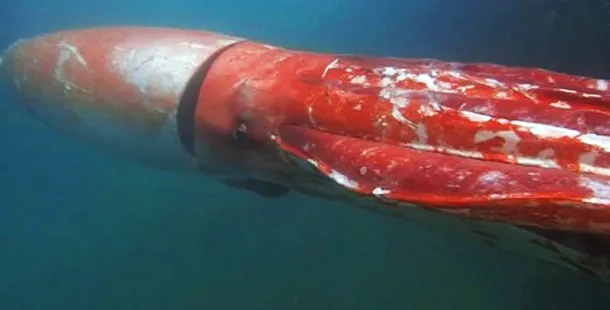 calamar_gigante.jpg