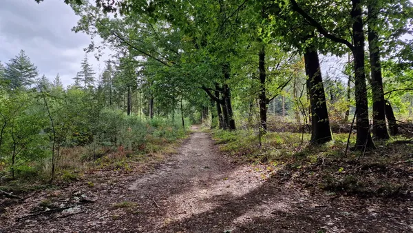 a-walk-of-mushrooms-around-kwintelooijen