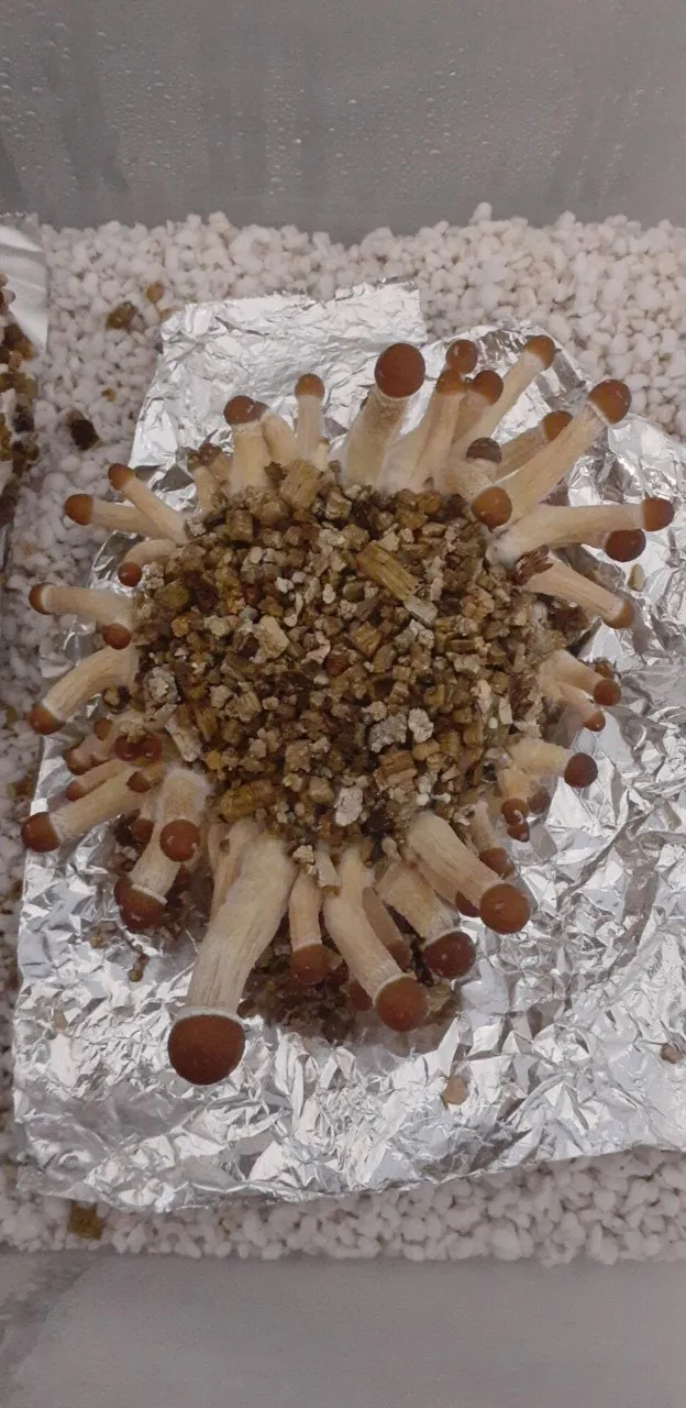 cubensis_cake_1.jpg