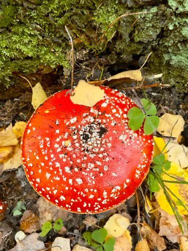 spotted-red-toadstools
