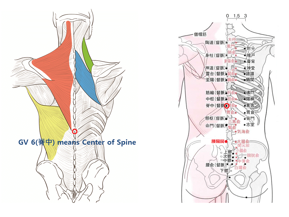 center_of_spine.gif