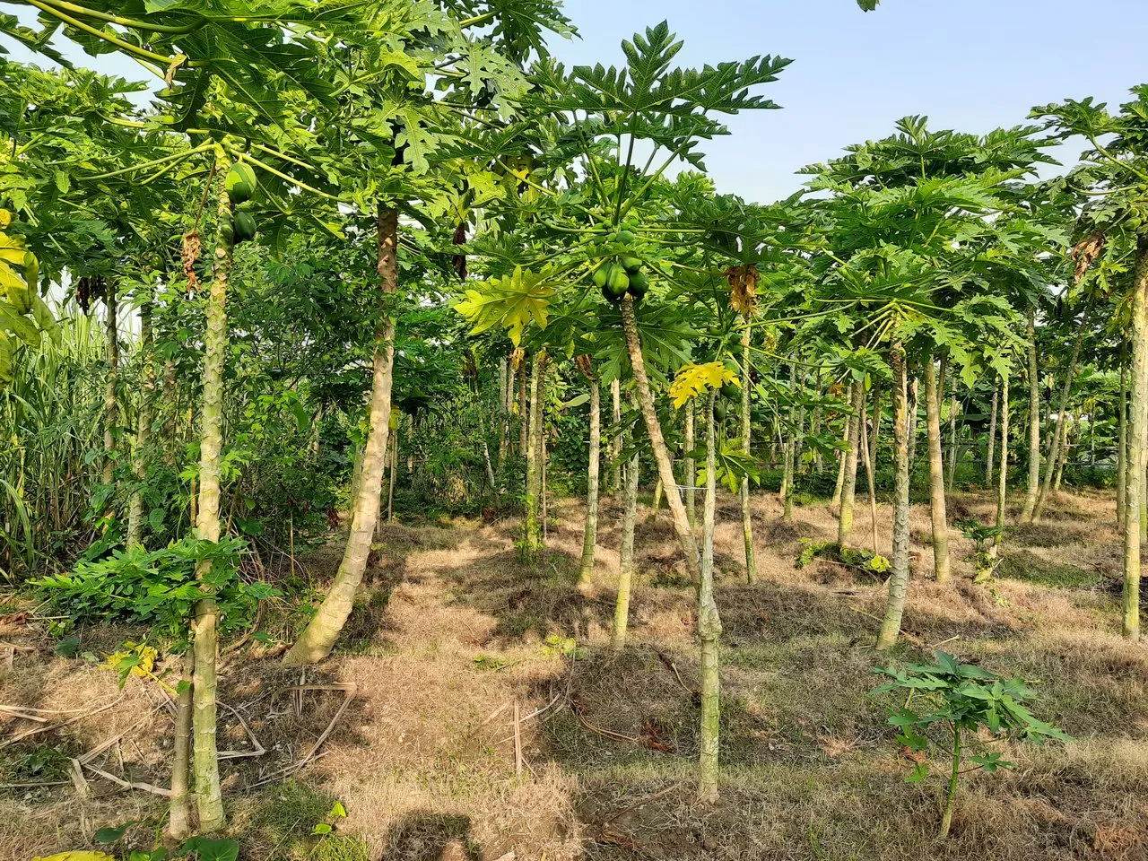 Visiting To A Large Area Of Banana & Papaya Garden(26 Photos) With