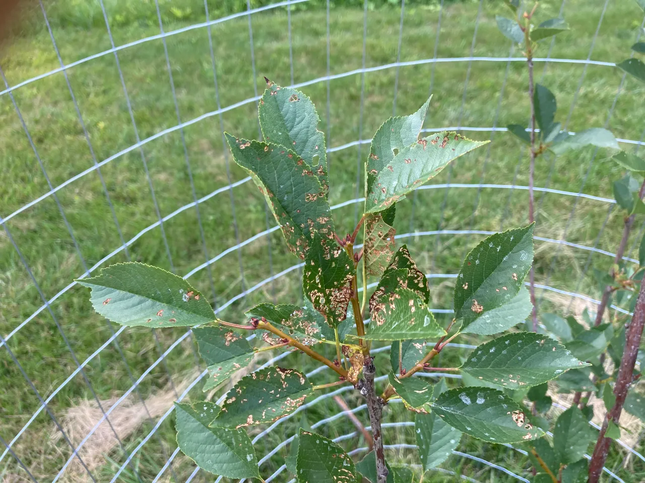 Japanese beetles