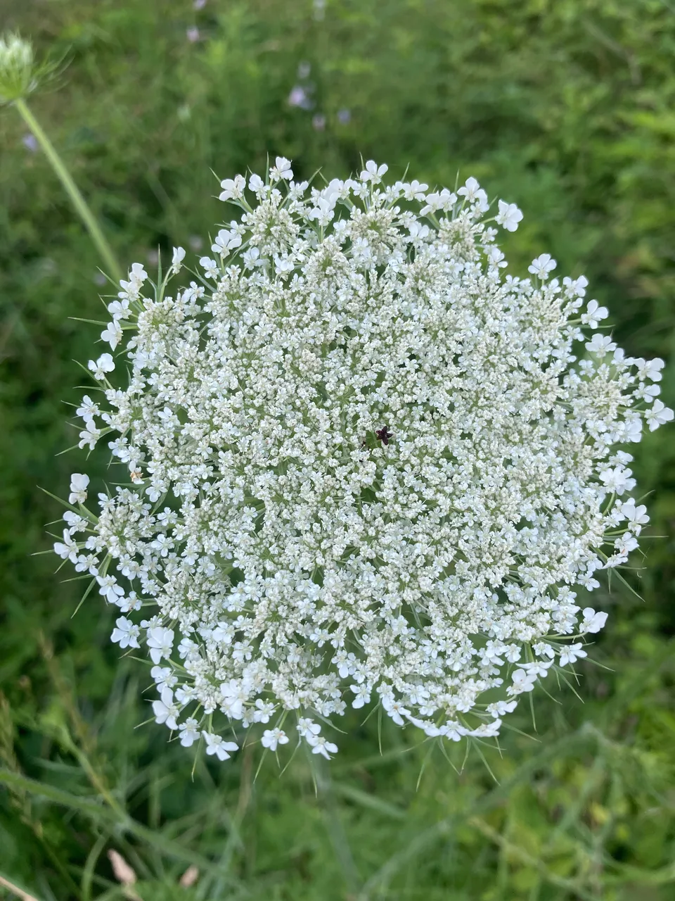 Queen Annes Lace