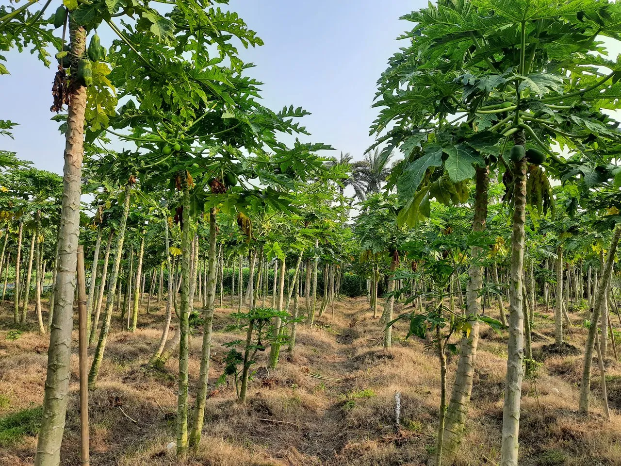 Visiting To A Large Area Of Banana & Papaya Garden(26 Photos) With