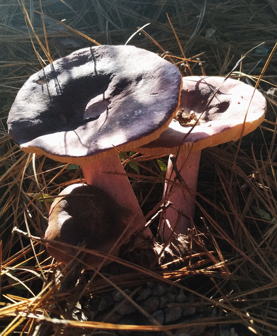 mushroom3bsmall.png