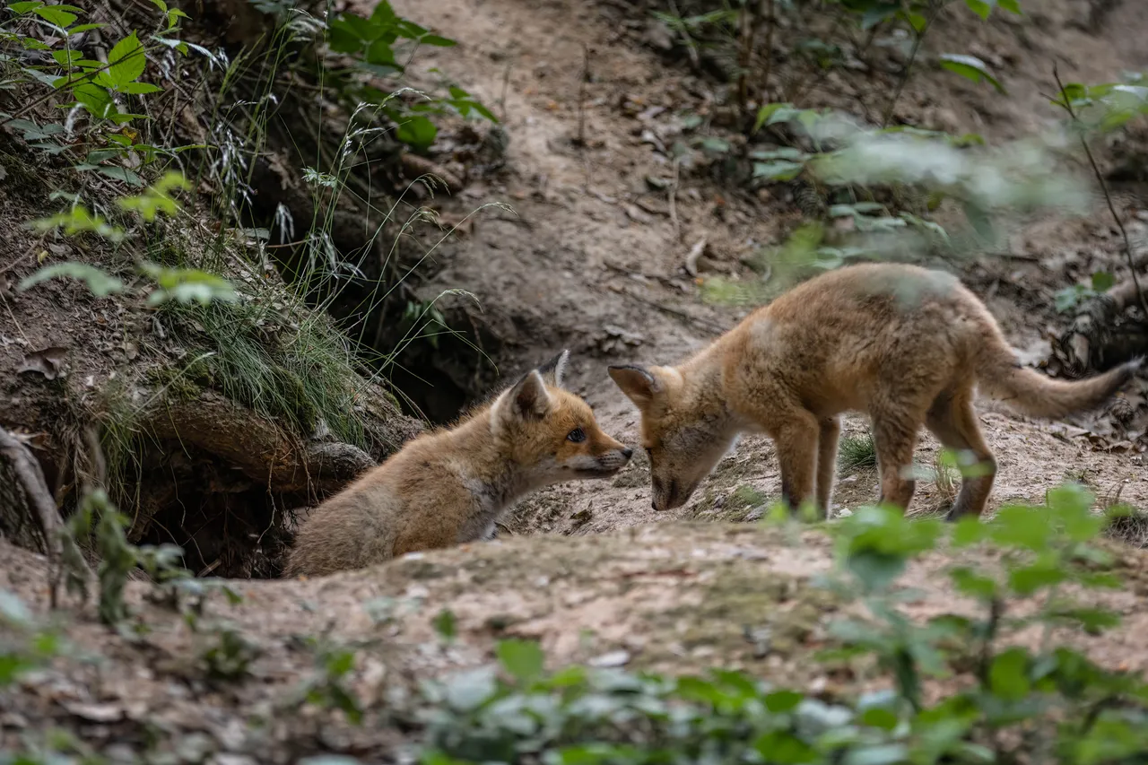 "Fuchs_025_050622.jpg"