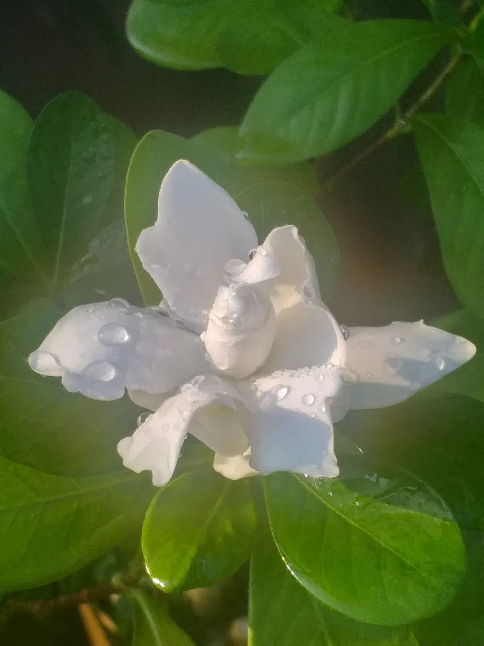 white flower30.jpg