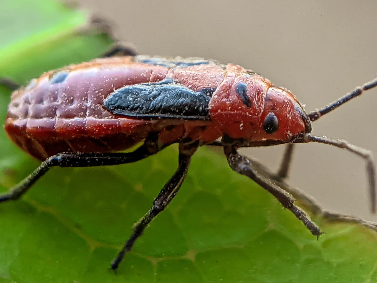 red bug (10).jpg