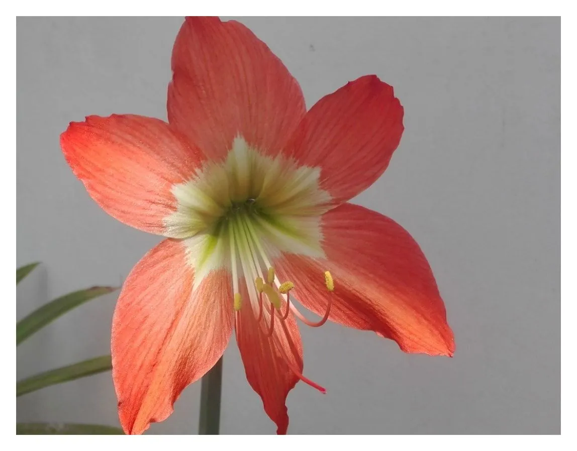 Amaryllis lily.jpg