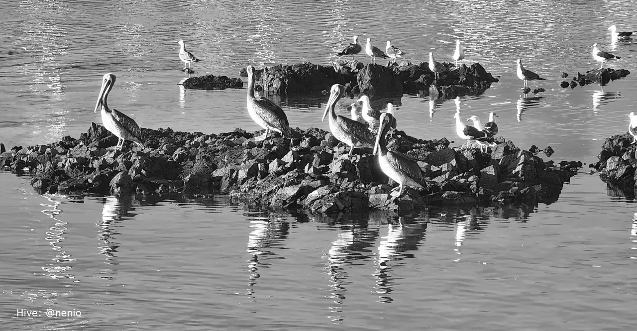 sea-birds-005-bw.jpg