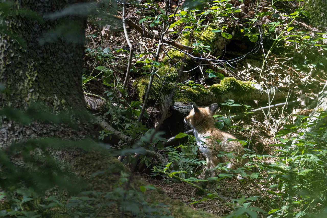 " " \"Fuchs_003_290522.jpg\"""
