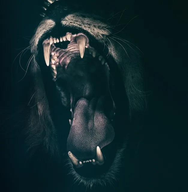 lion-2885618_640.jpg