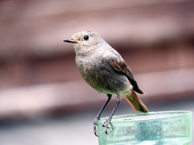 Sparrow 2