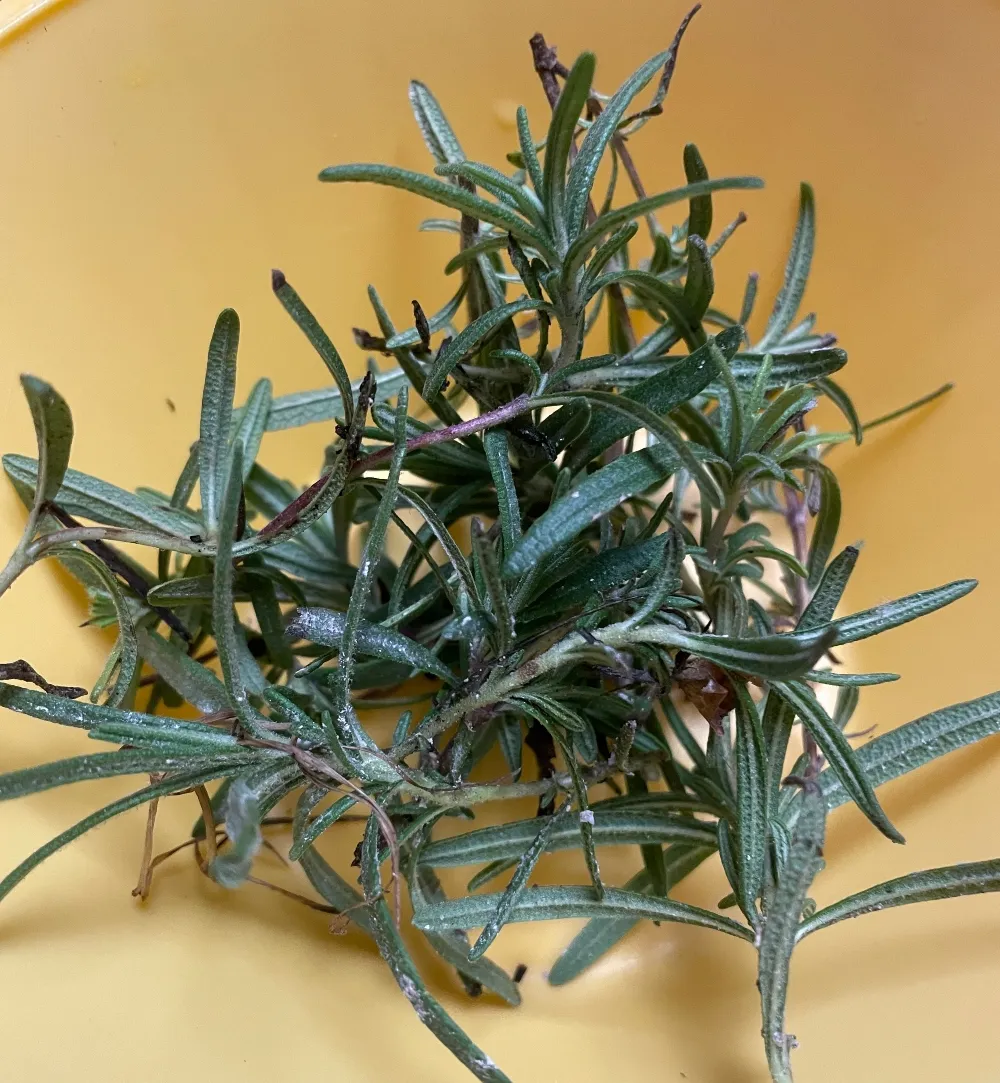 herb-rosemary-13.jpg